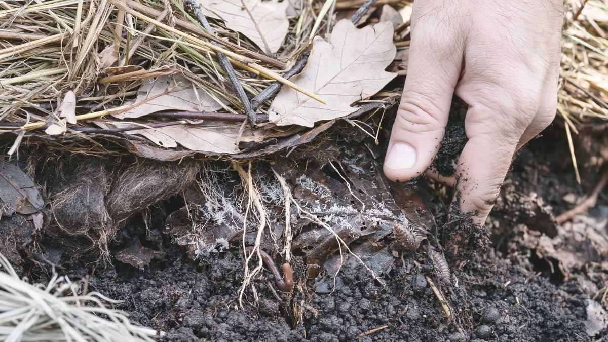 Main soulevant le paillage d'une planche pour découvrir le foin et les feuilles de chêne du dessus, la couche feutrée intermédiaire, puis l'humus grumeleux presque noir
