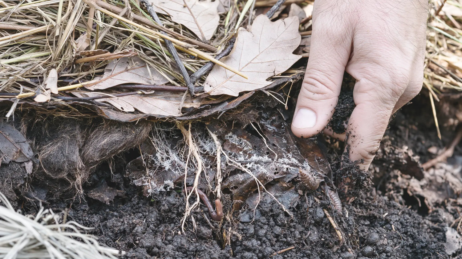 Main soulevant le paillage d'une planche pour découvrir le foin et les feuilles de chêne du dessus, la couche feutrée intermédiaire, puis l'humus grumeleux presque noir