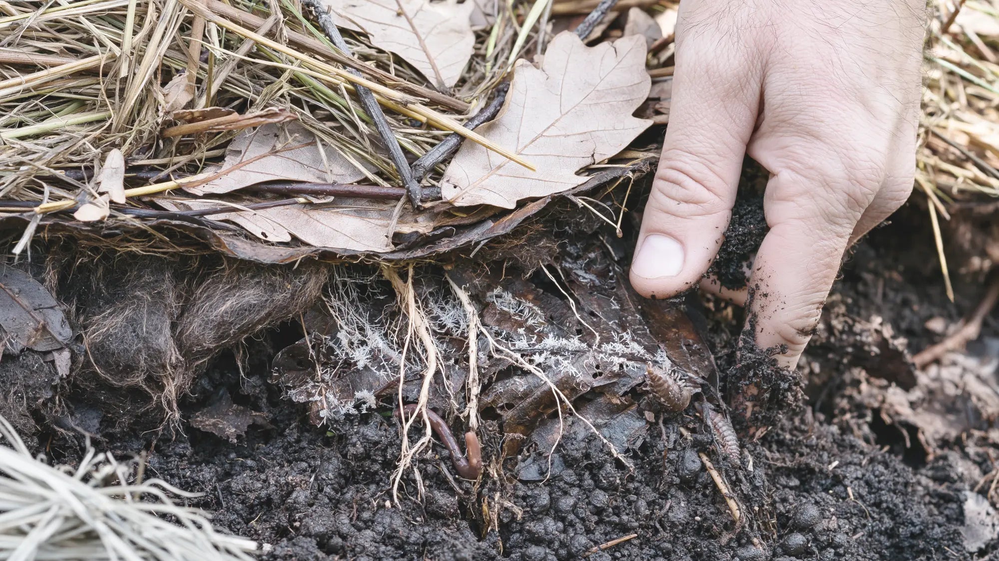 Main soulevant le paillage d'une planche pour découvrir le foin et les feuilles de chêne du dessus, la couche feutrée intermédiaire, puis l'humus grumeleux presque noir