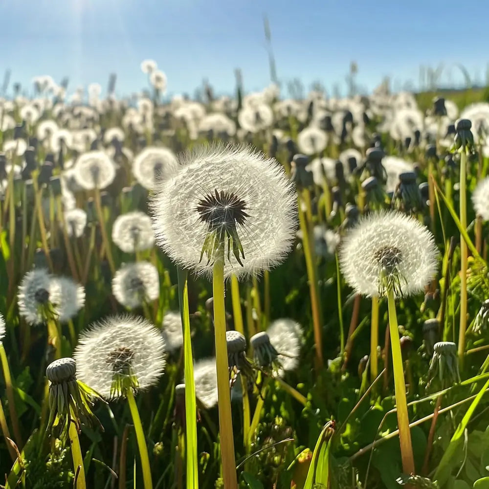 Champ de fleurs sauvages — calendrier des saints jardiniers SemiSauvage