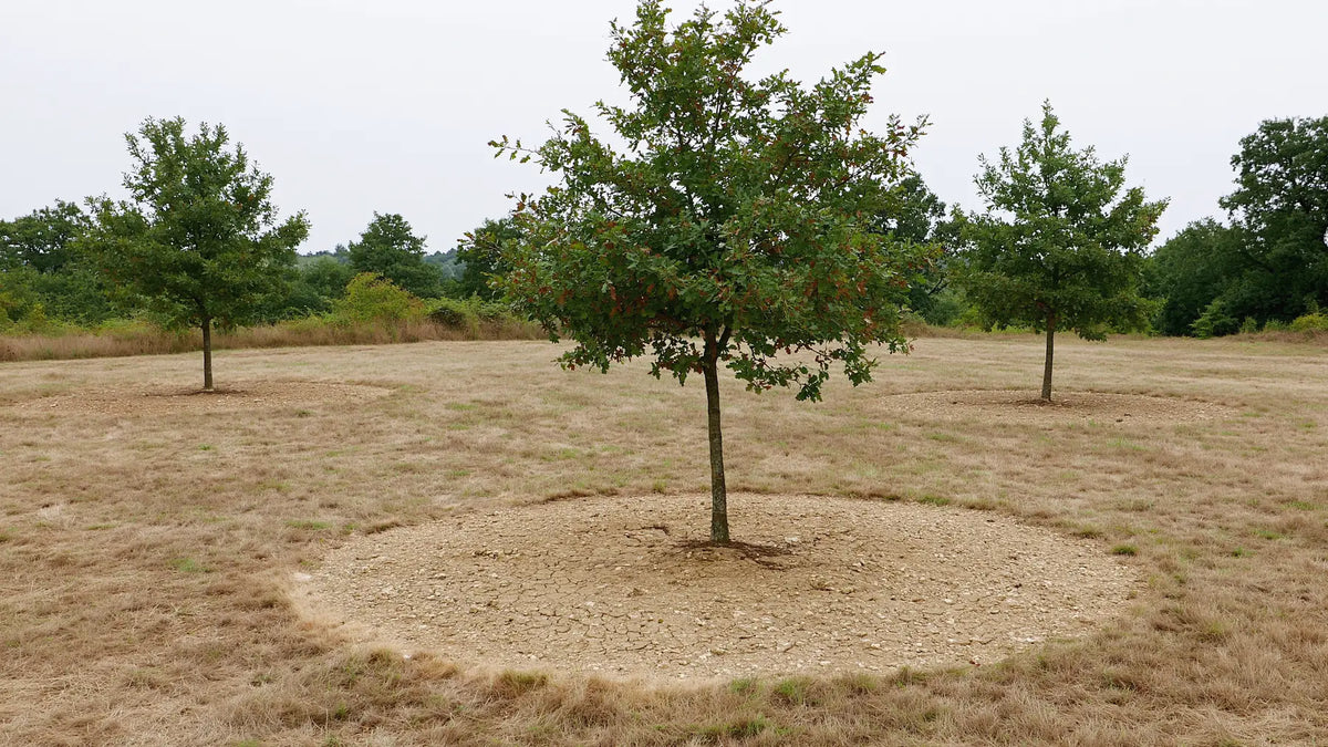 Jeune chêne entouré du brûlé, ce cercle de terre nue où l'herbe ne pousse plus, seul signe visible d'un champignon mycorhizien installé.