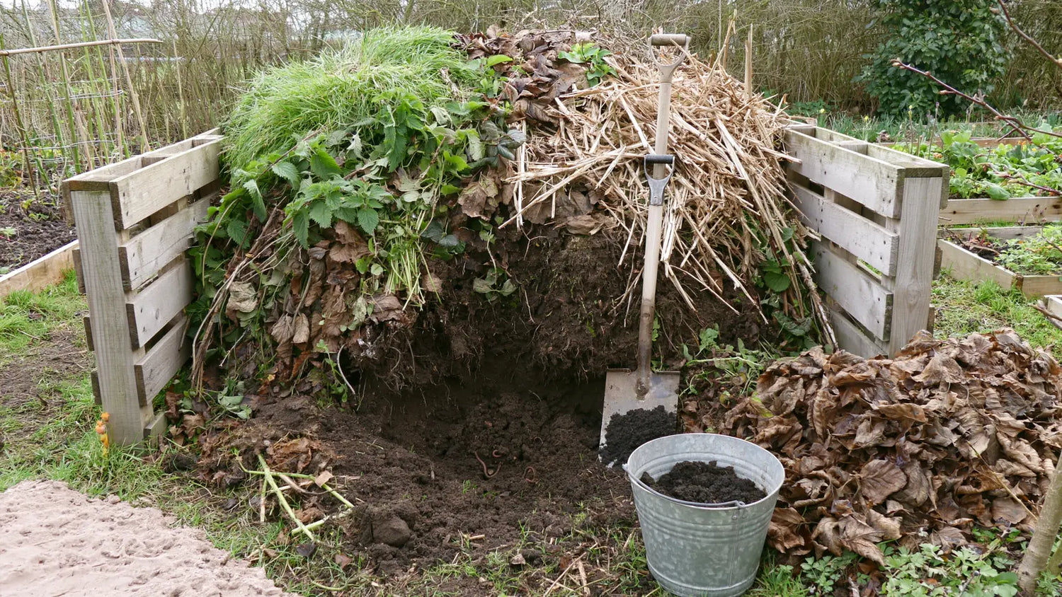 Tas de compost dans un bac de palettes, un creux creusé à la bêche montrant la matière qui fonce et s'affine vers le fond, bêche plantée, seau galvanisé et réserve de feuilles mortes à côté