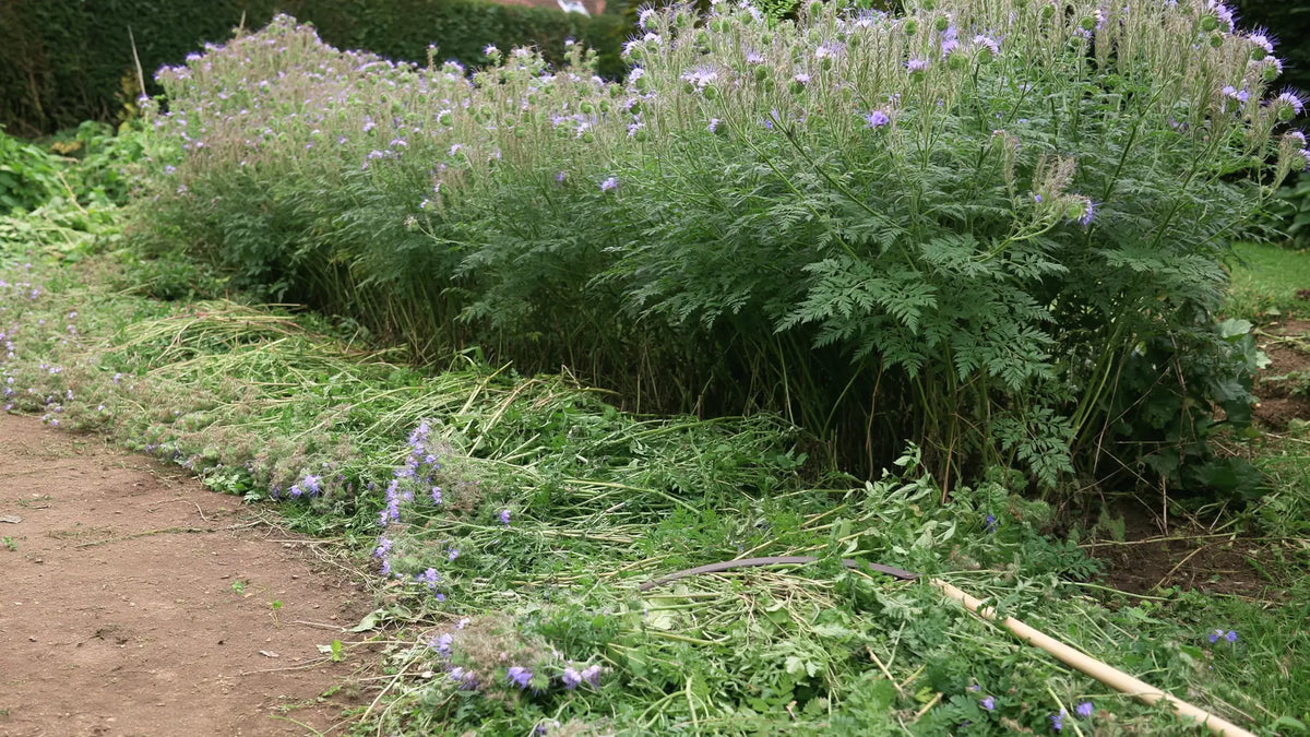 Planche de phacélie en début de floraison, à moitié fauchée au ras du sol et laissée sur place en paillage, la faucille posée sur les tiges coupées.