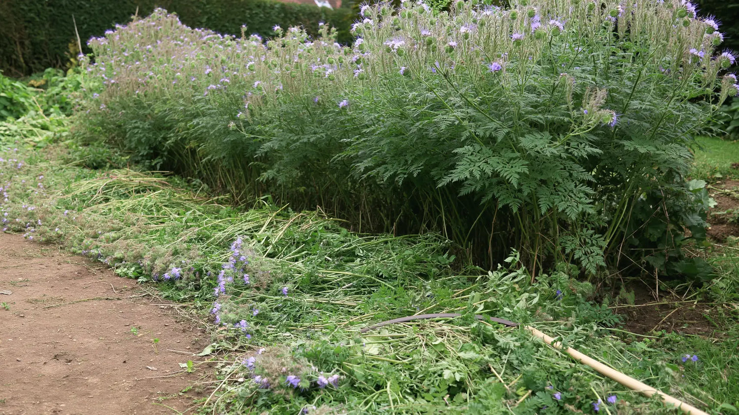 Planche de phacélie en début de floraison, à moitié fauchée au ras du sol et laissée sur place en paillage, la faucille posée sur les tiges coupées.
