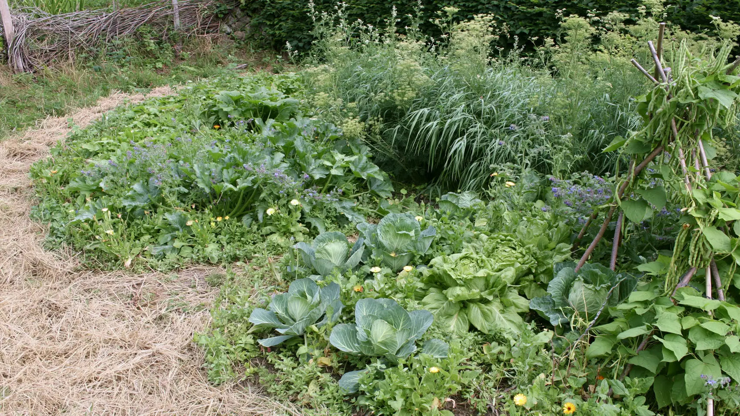 Potager semi-sauvage en été, planches aux contours irréguliers mêlant choux, laitues, soucis et bourrache, allée de paille au premier plan et coin laissé sauvage au fond