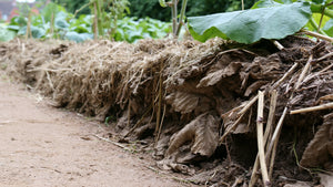 Vue au ras du sol le long d'une planche, une allée de terre sèche au premier plan et, juste à côté, une épaisse couverture de paillage de déchets du jardin dont on voit la tranche