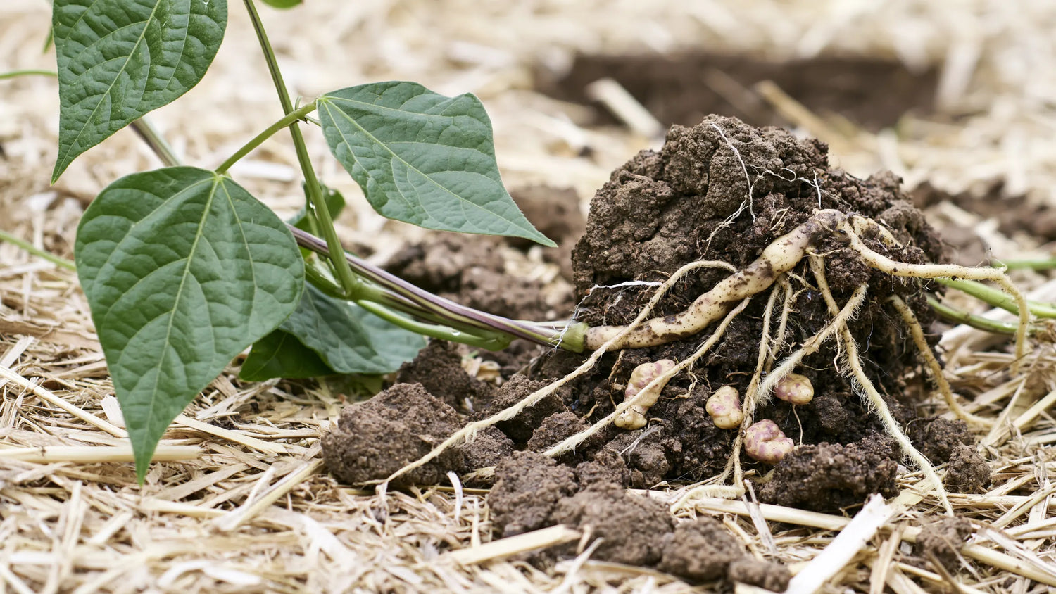 Jeune plant de haricot arraché et posé sur la paille, feuilles trifoliées d'un côté et racines de l'autre, la moitié encore prise dans une motte, avec des nodosités beige rosé groupées près du collet du plant de haricot