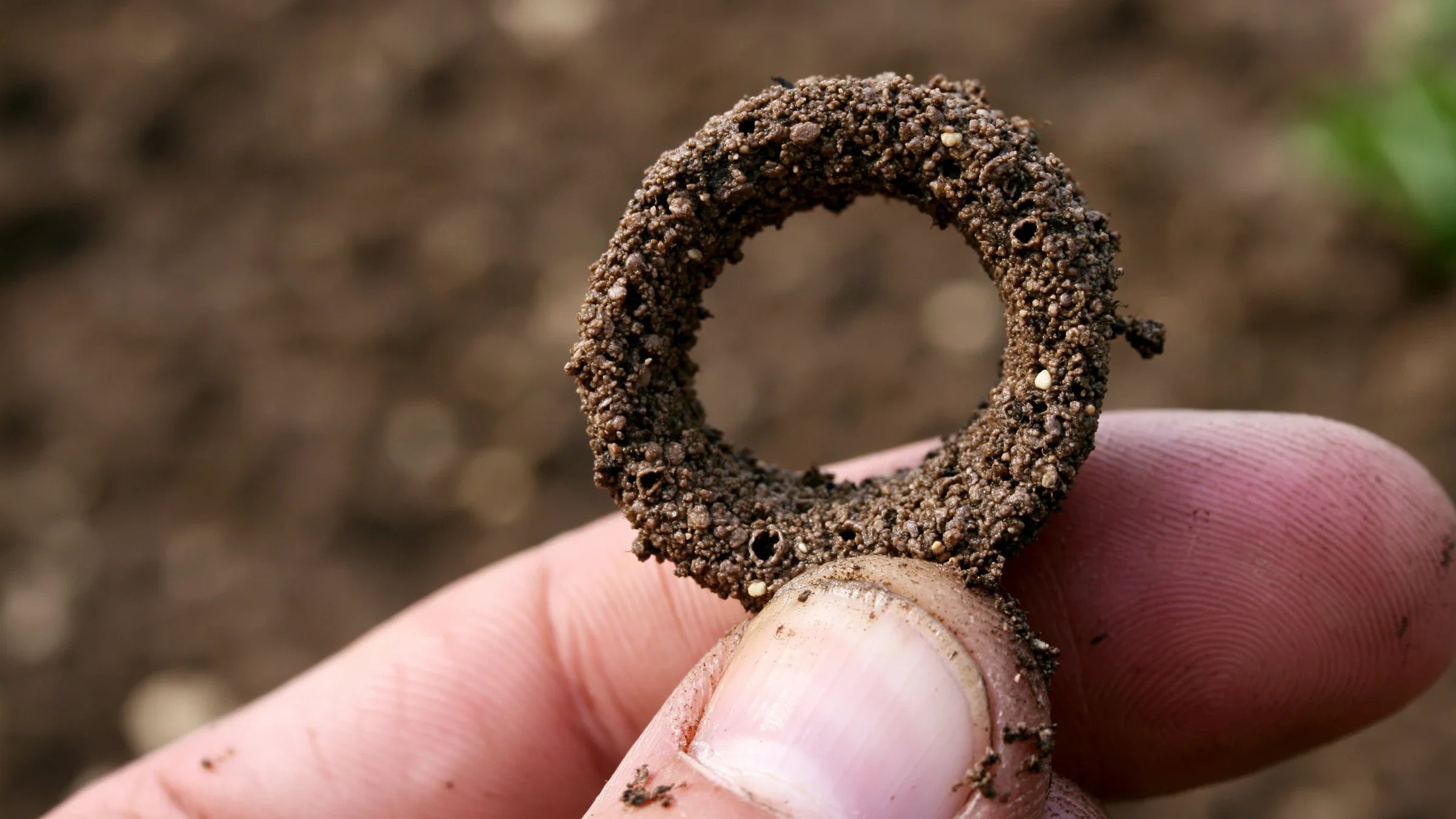 Anneau de terre humide fermé, tenu entre le pouce et l'index au-dessus d'une planche de potager : le boudin plié sans casser, signe d'un sol argileux