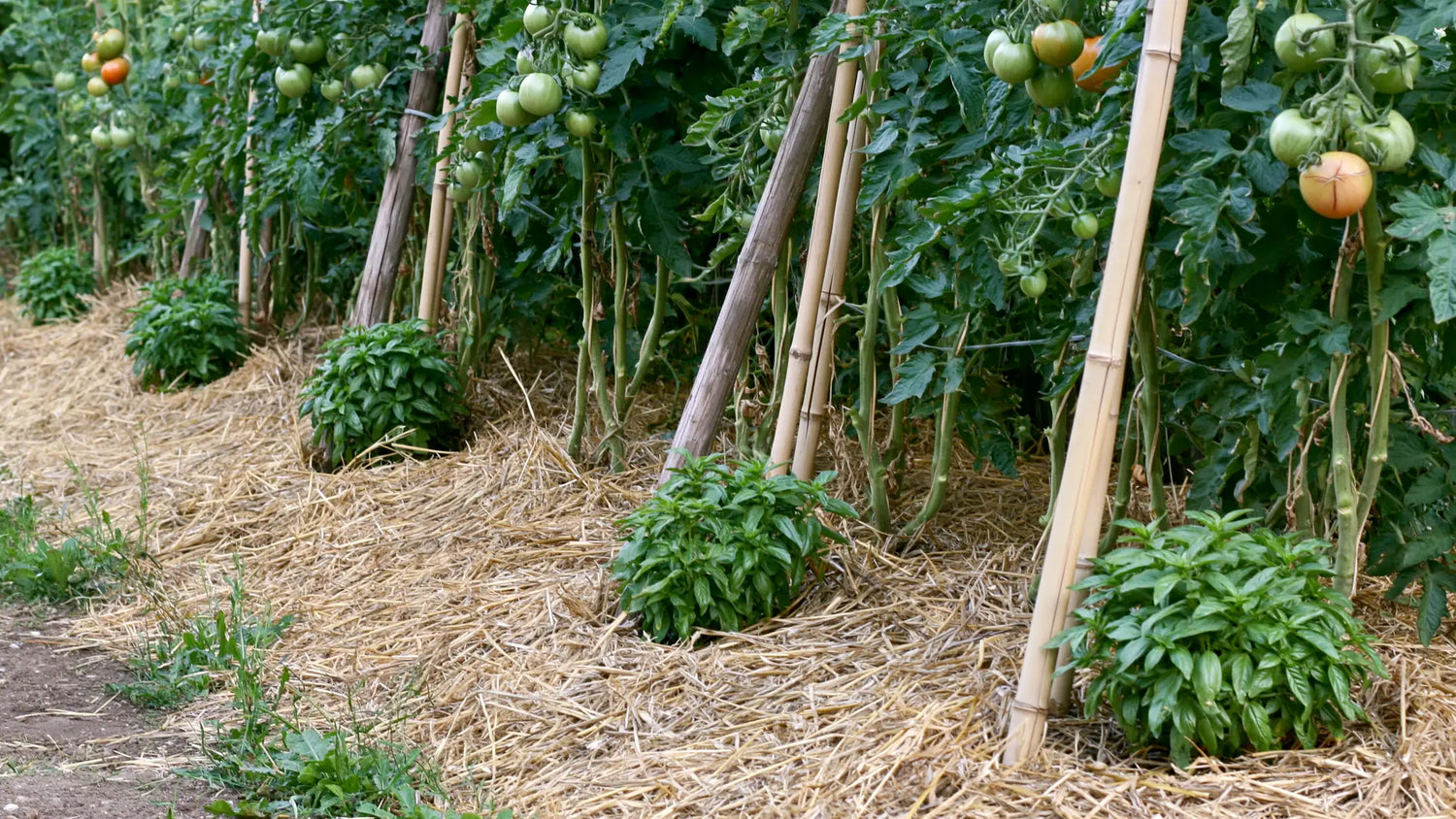 Rangée de tomates tuteurées avec un pied de basilic touffu au pied de chacune, sur paillage de paille