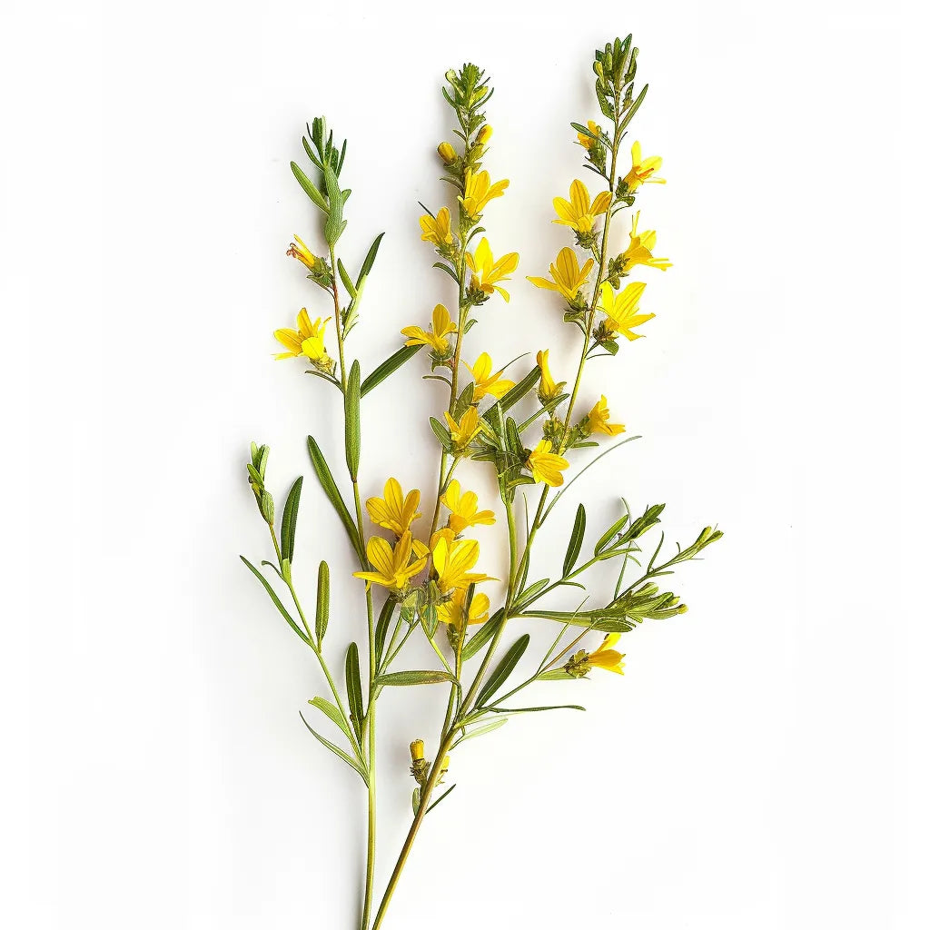 35개의 염료용 개미취 씨앗 (Genista tinctoria)