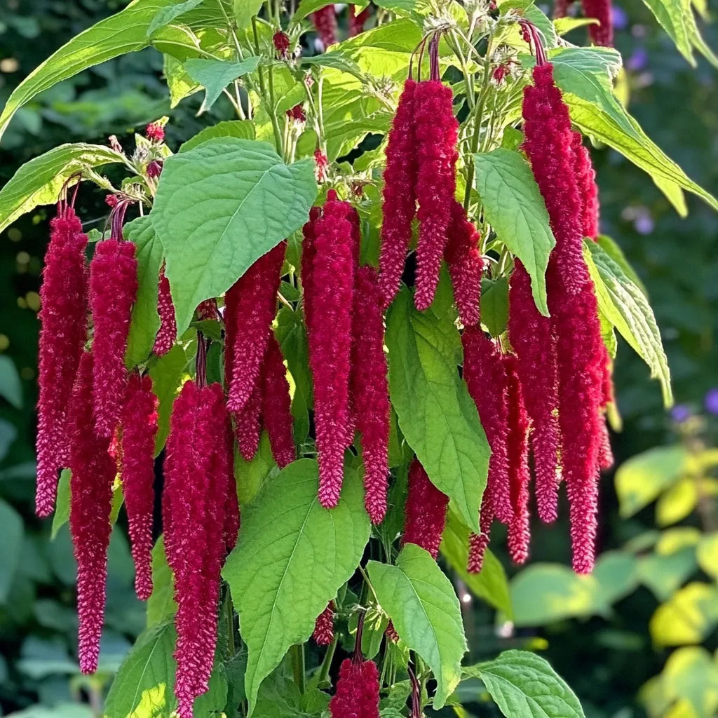 350 Semillas de Amaranto Cola de Zorro