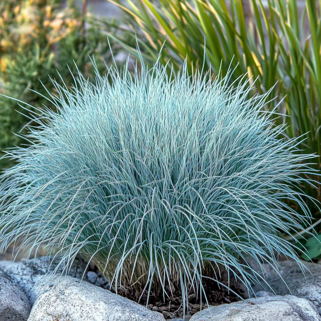 500 بذرة من عشبة الفيتوكة الزرقاء (Festuca glauca)