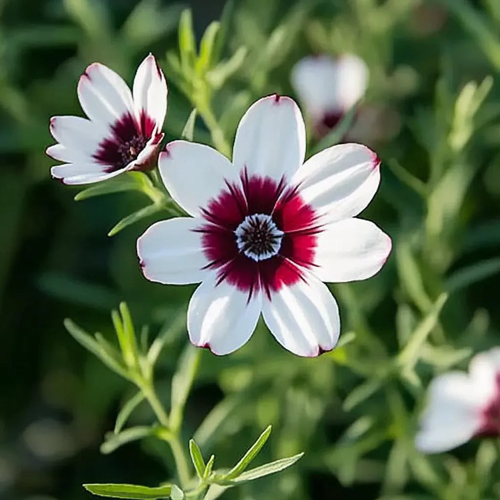 100 Lijnzaad Bright Eyes