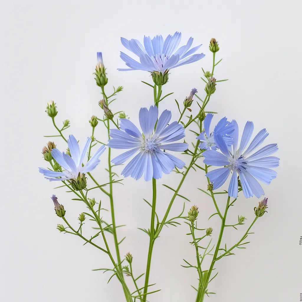 250 Wild Chicory Seeds
