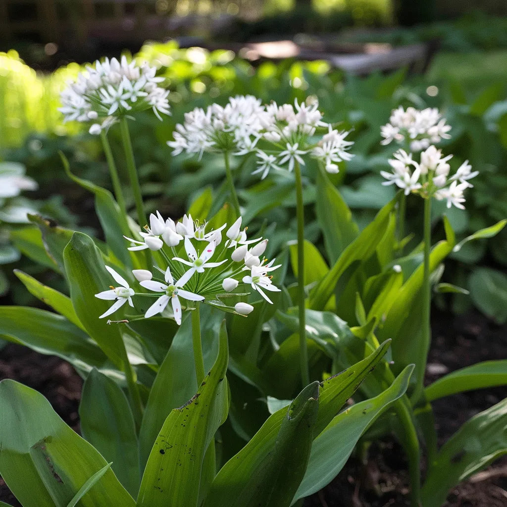 50個のクマニンニクの種