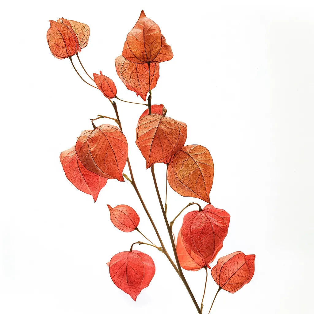 100개의 중국 등불 씨앗 (Physalis alkenkegi franchetti)