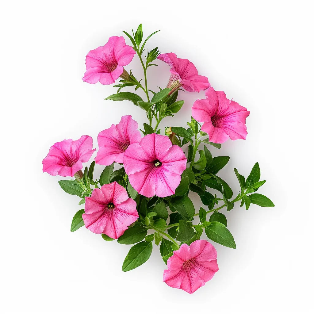 500개의 분홍색 난쟁이 페튜니아 씨앗