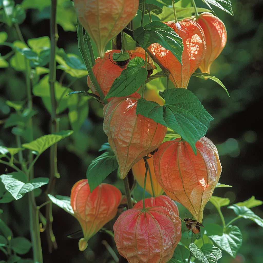 100個の中国ランタンの種子(Physalis alkenkegi franchetti)