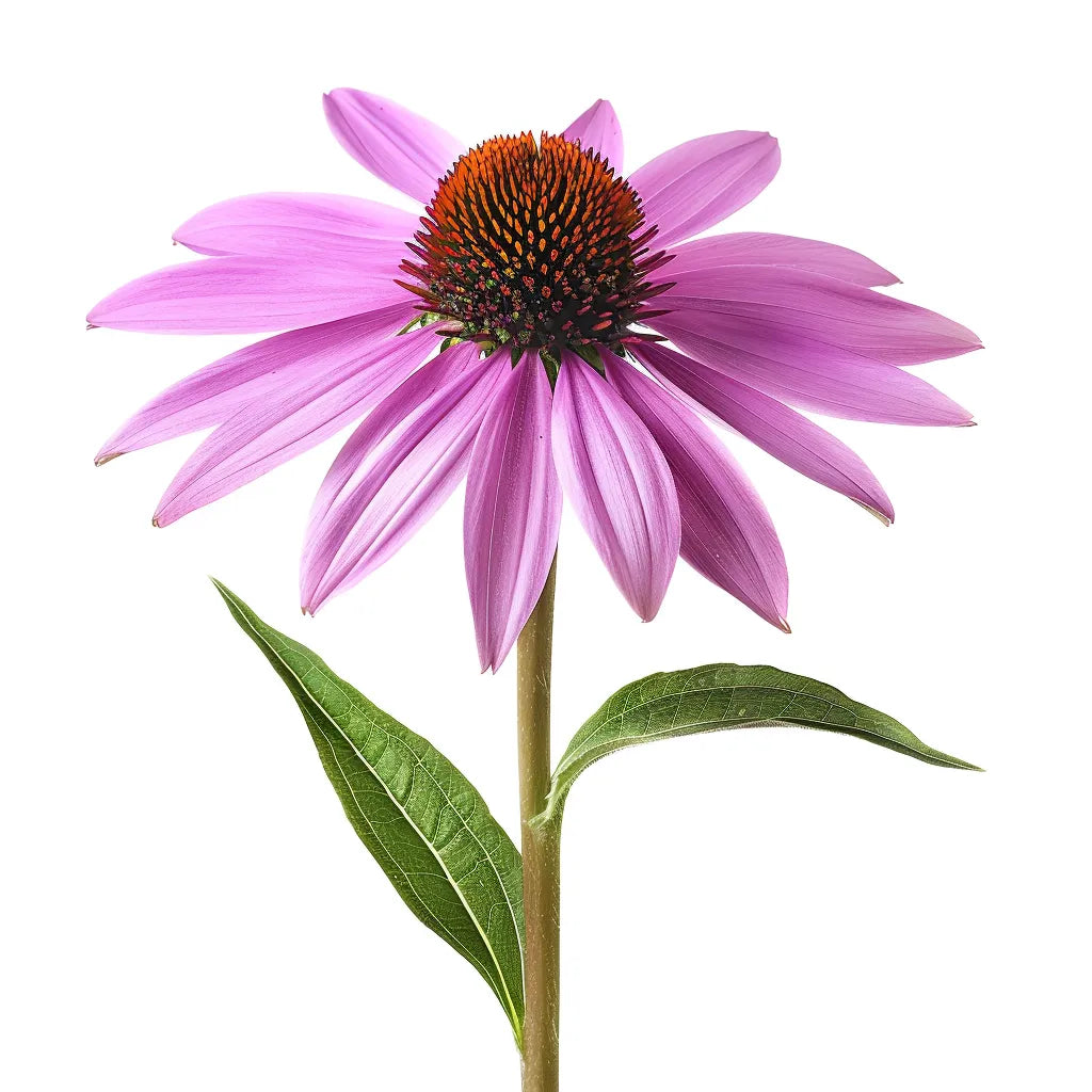 100 알의 자주색 에키네시아 (Echinacea purpurea)