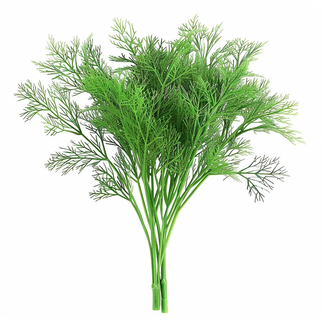250 Dill Seeds