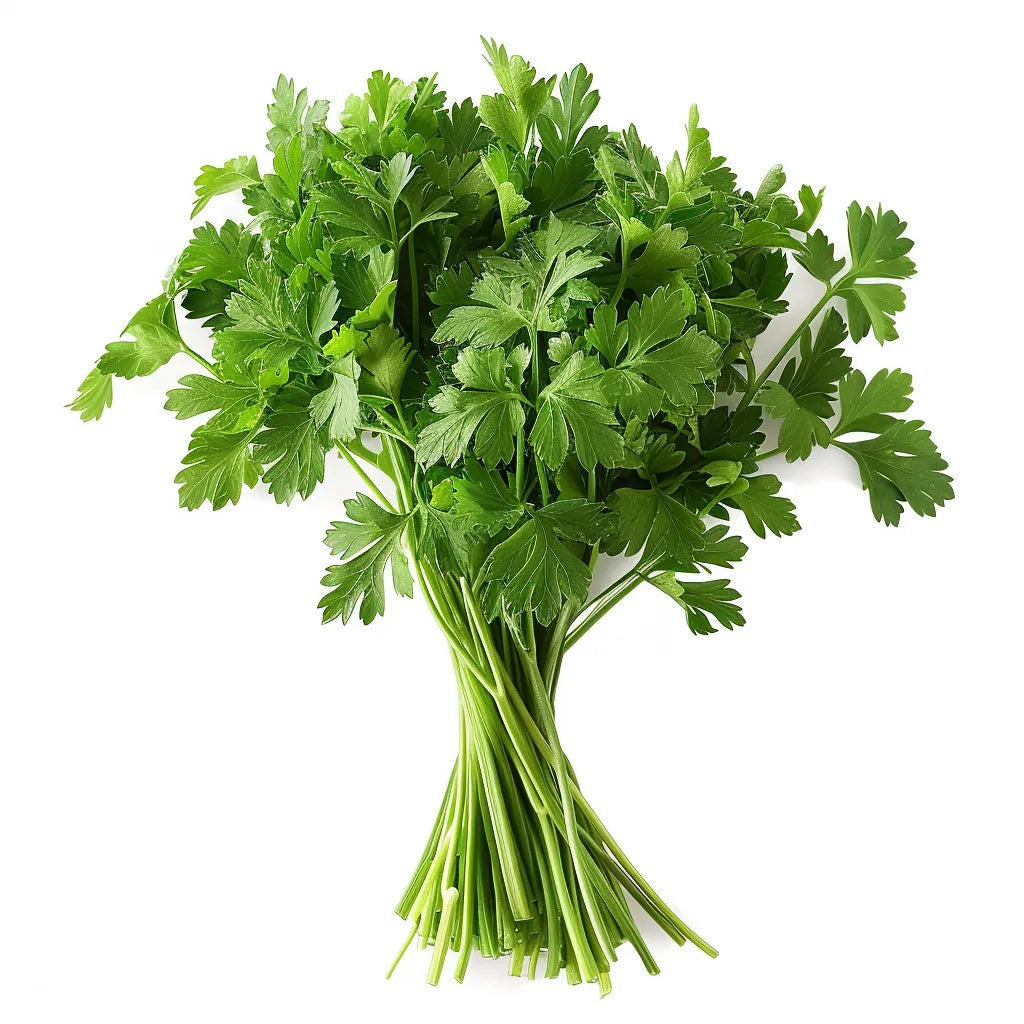 500 평평한 파슬리 씨앗