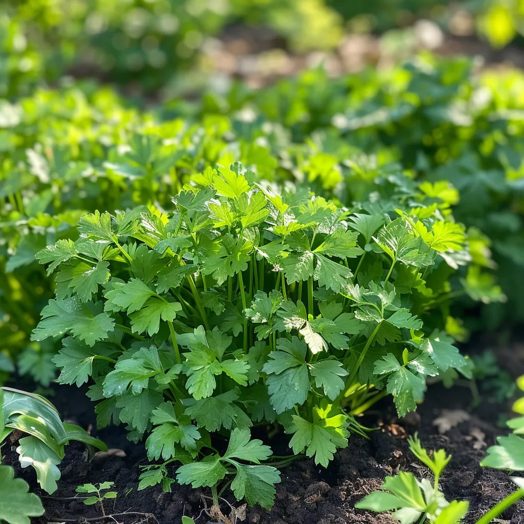 500 평평한 파슬리 씨앗