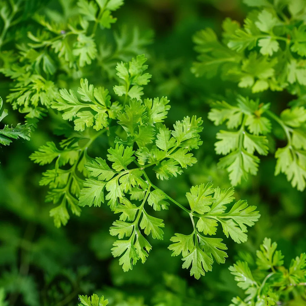 150粒のチャービルの種