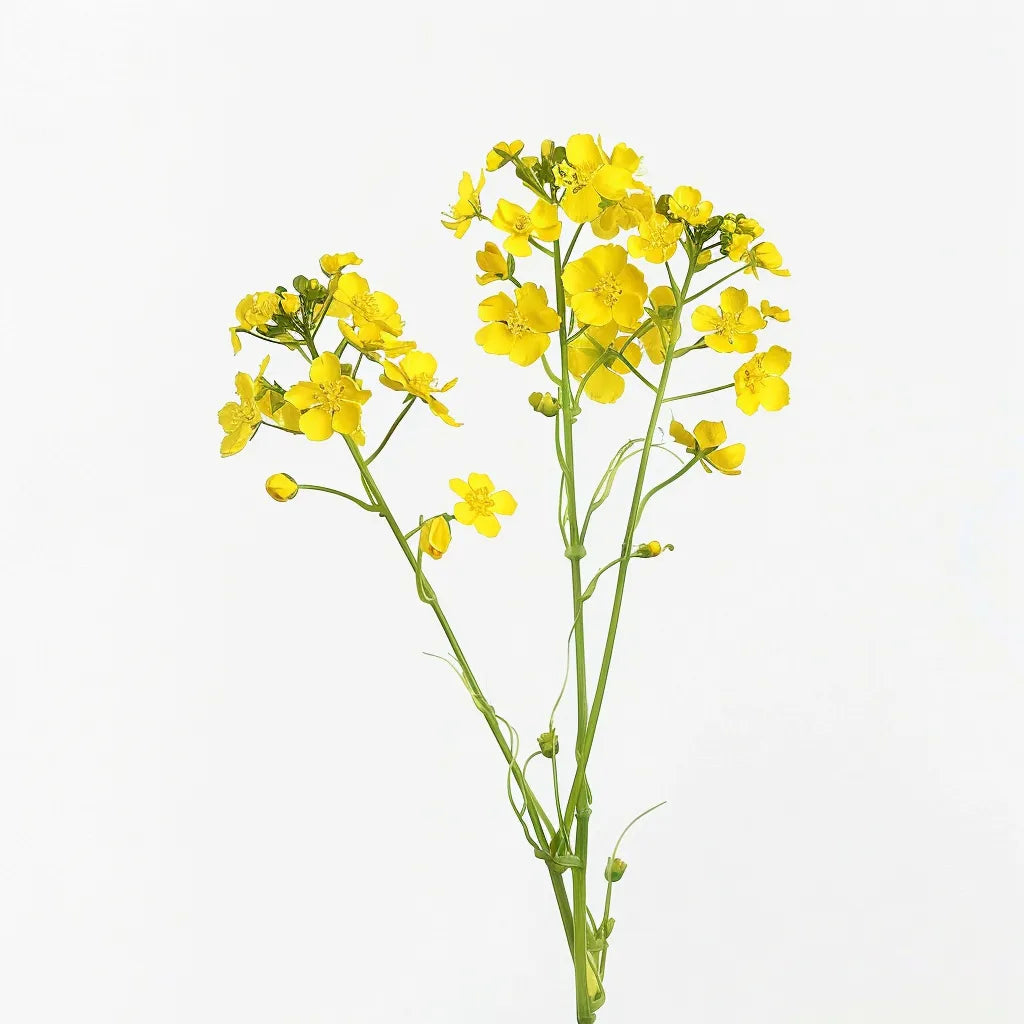 750 بذرة كولزا