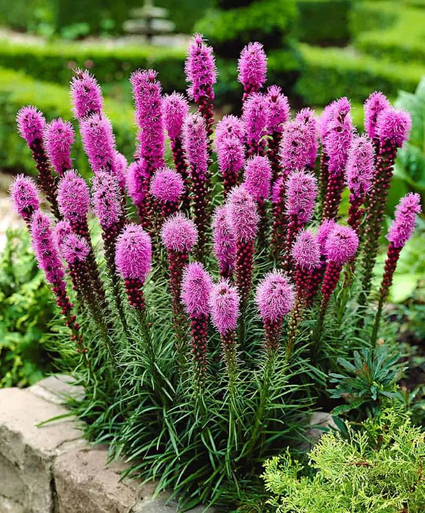 50개의 캔자스 깃털 씨앗 (Liatris Spicata) 보라빛 장미색