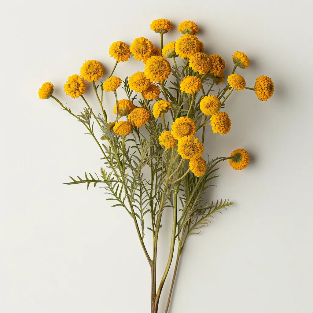 600 بذرة من الشيح