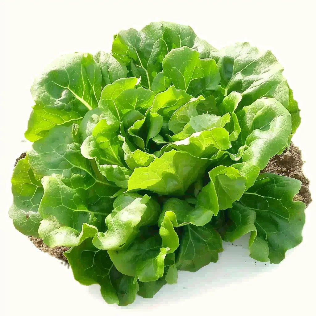 100 Sementes de Alface Sucrine
