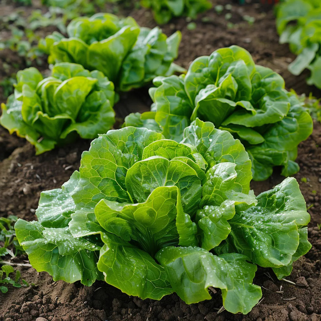 100粒のシュクリーンレタスの種