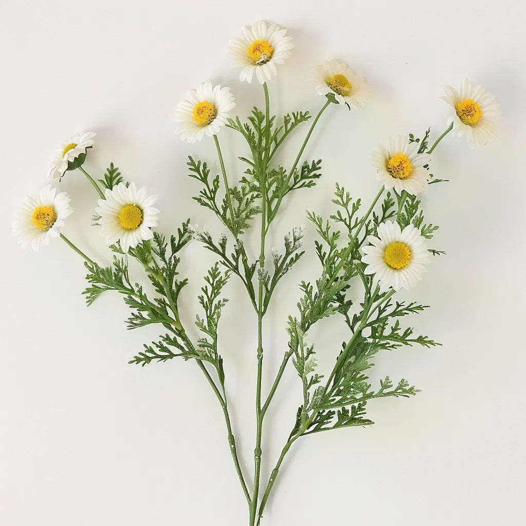 2500 Nasiona Rumianku Matricaria