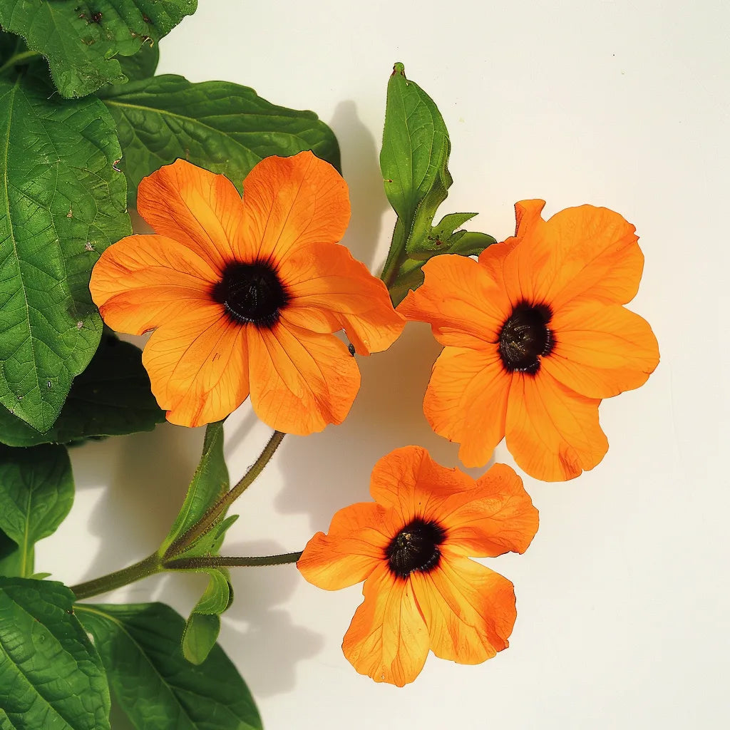 20개의 검은 눈을 가진 수잔 씨앗