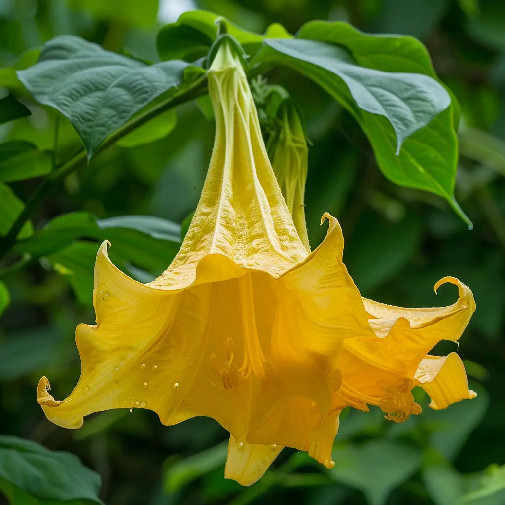 15 זרעי חצוצרות המלאכים צהובות (Brugmansia suaveolens)