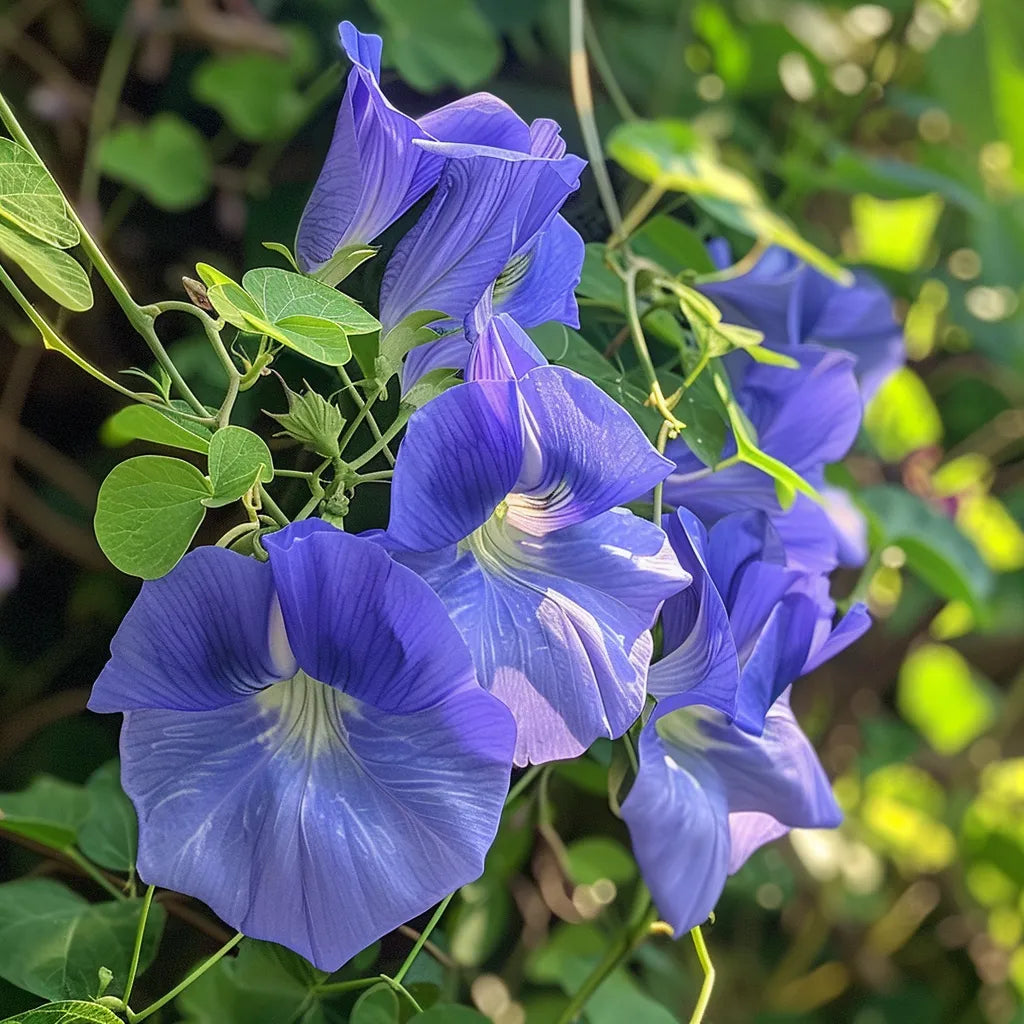 30개의 벨 드 뉘 씨앗