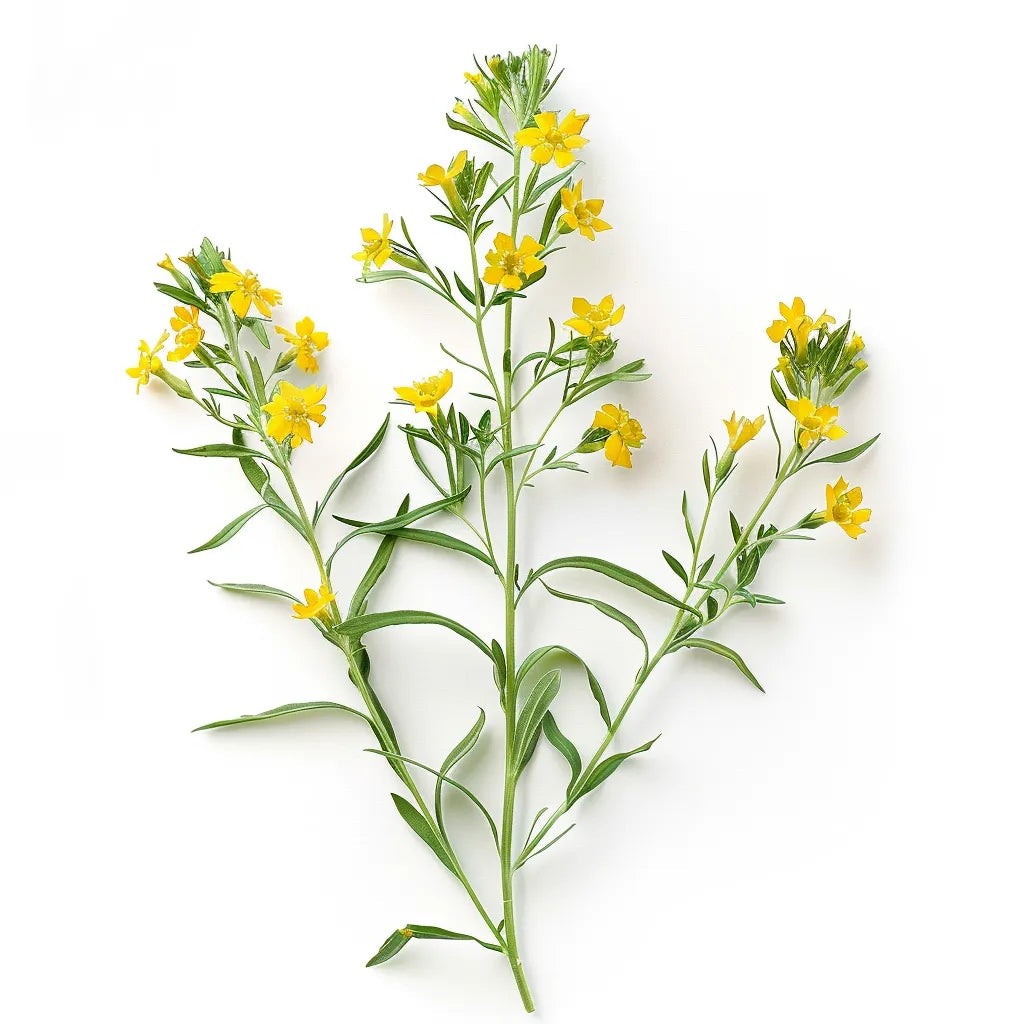 50 멕시코 타라곤 씨앗 (Tagettes lucida)