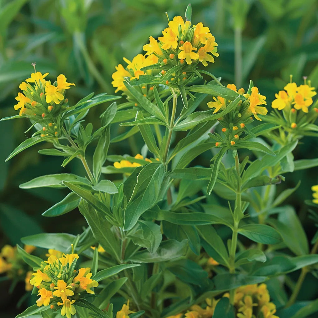 50 بذور الطرخون المكسيكي (Tagettes lucida)