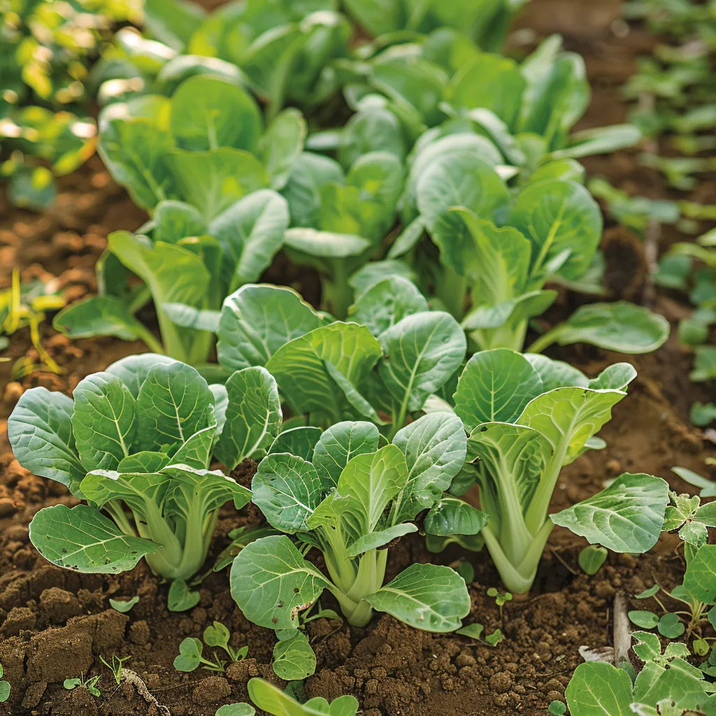 200 개 타초이 중국 배추 씨앗