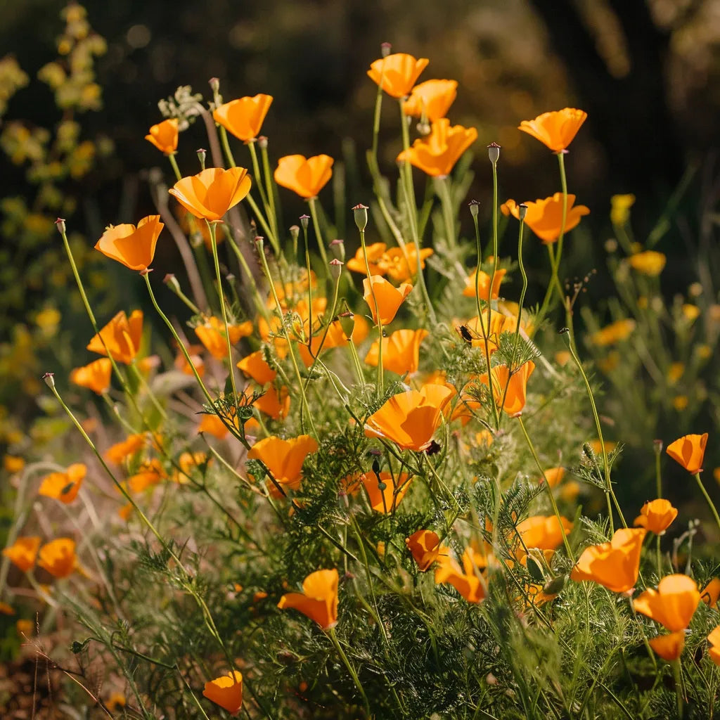 150粒加州罂粟种子