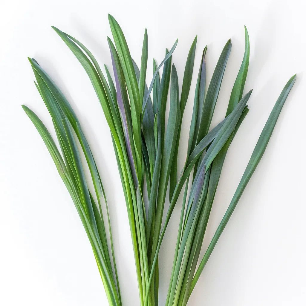 250 Chives Seeds with Broad Leaves