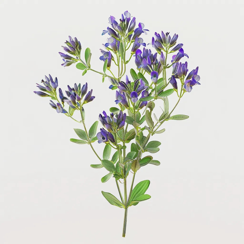 1500 بذرة البرسيم (Medicago sativa)