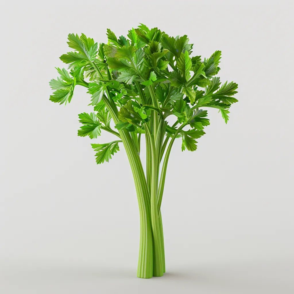 250 셀러리 줄기 씨앗