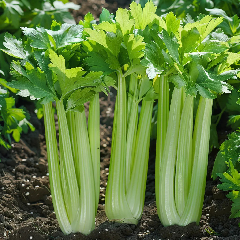 250 셀러리 줄기 씨앗