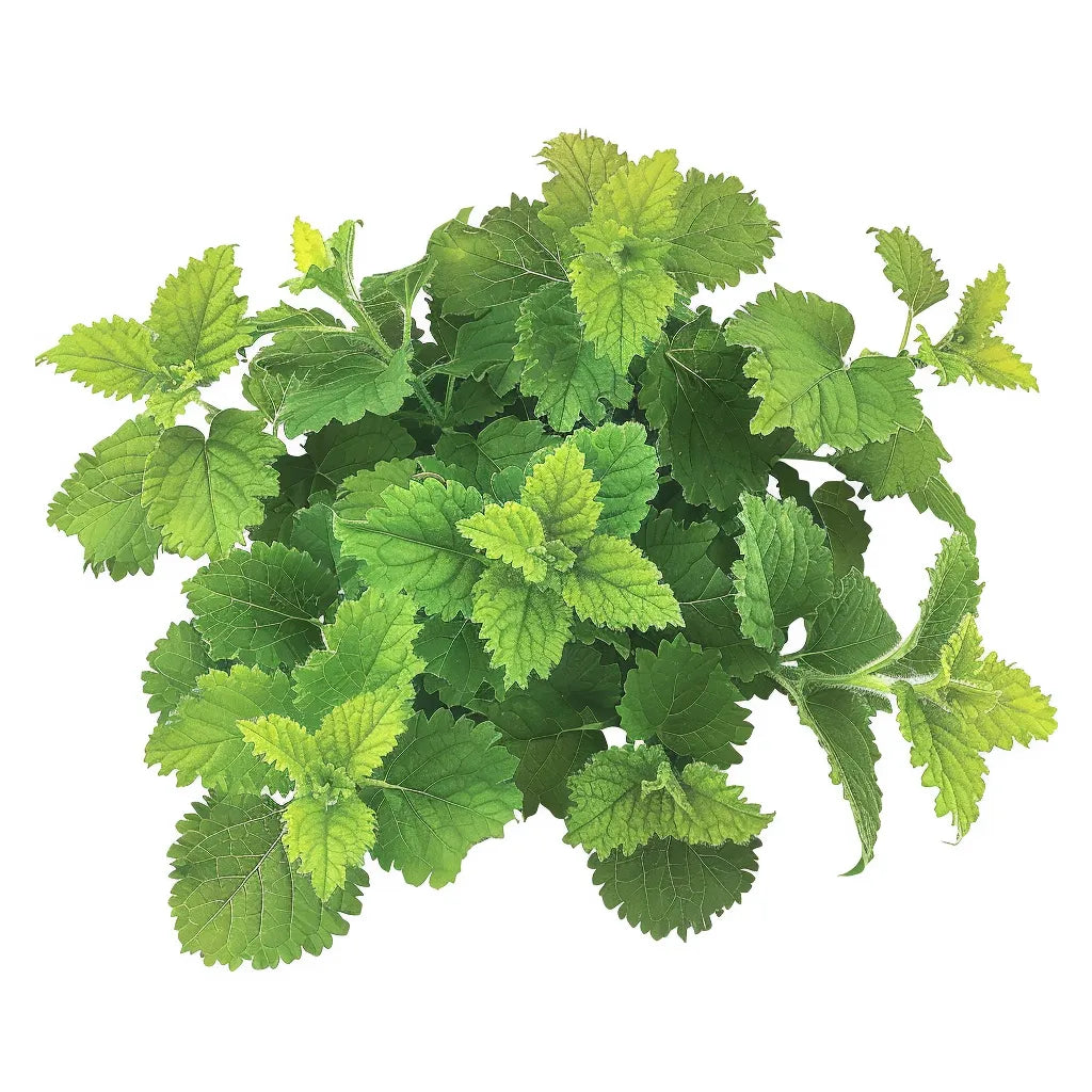 60 그레인 멜리사 오피시날레