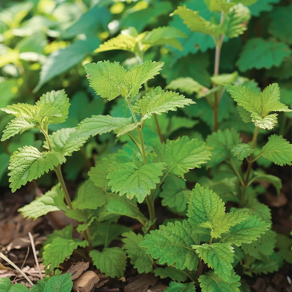 60 เมล็ดของเมลิสซาออฟฟิซิเนลล่า