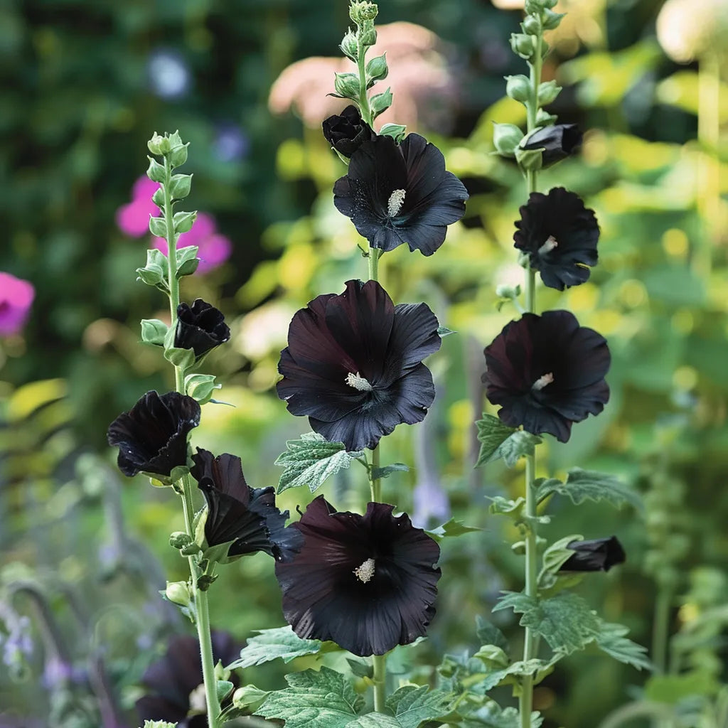 35粒の黒いタチアオイの種