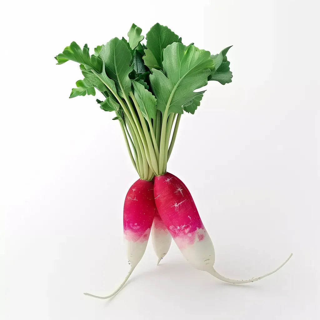 300 Σπόροι Ραπανάκι Ημιδιάμεσος