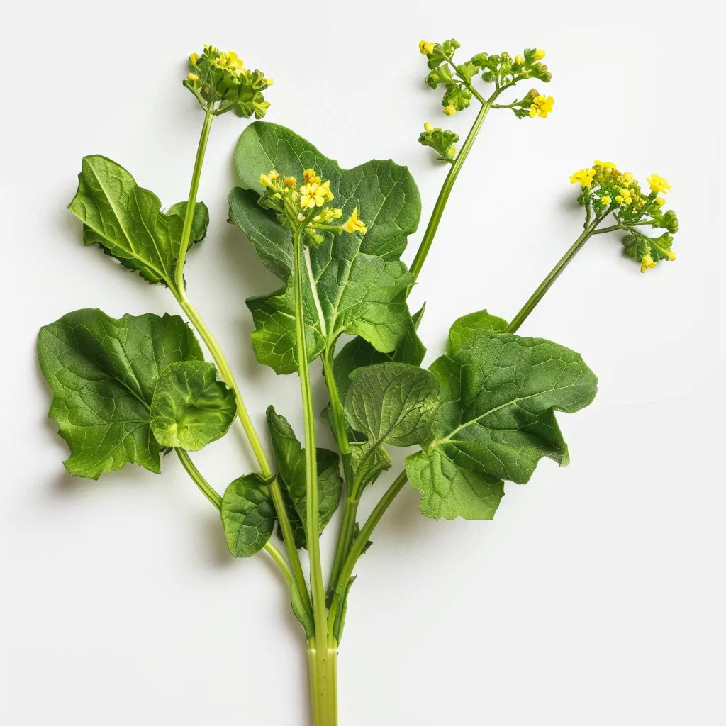 black mustard seed plant 500 Black Mustard Seeds