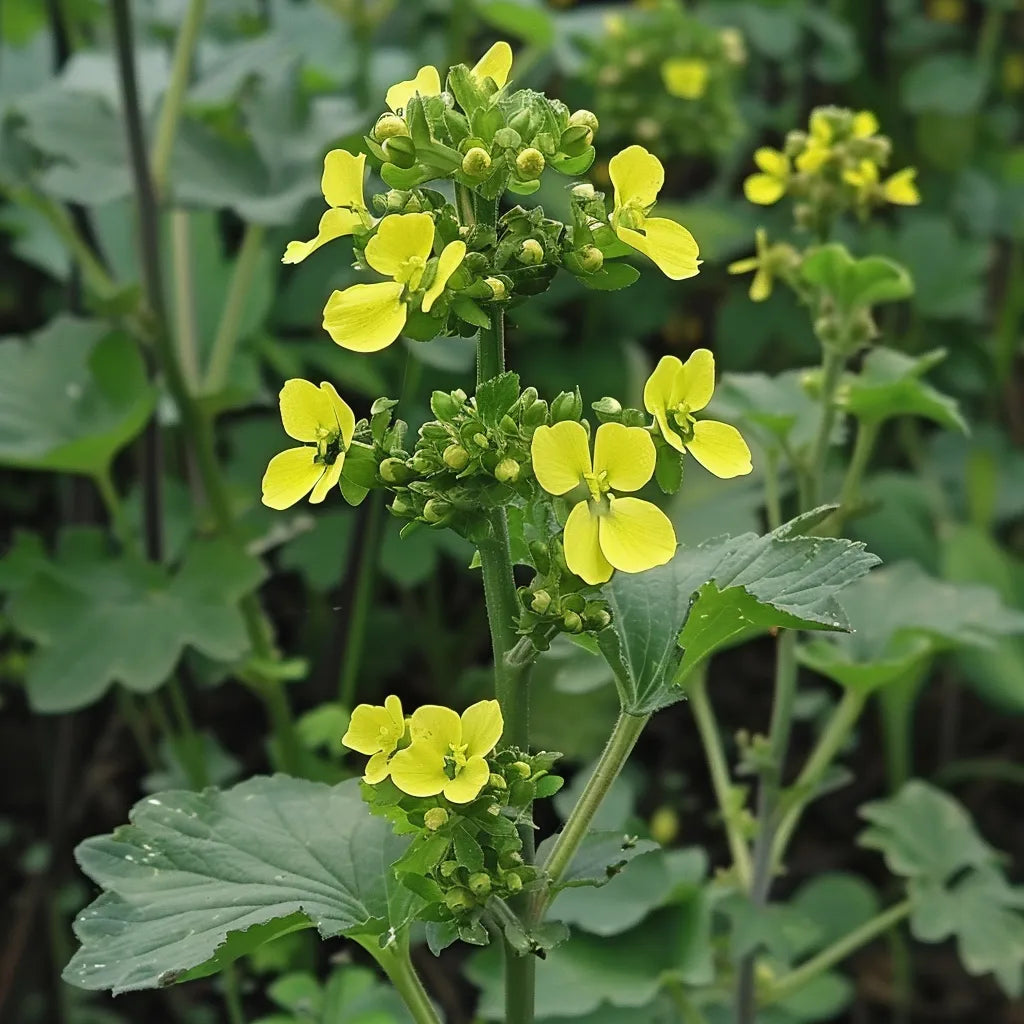 500 بذرة خردل سوداء